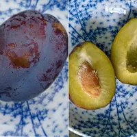 プルーンの育て方・栽培方法｜植物図鑑｜みんなの趣味の園芸
