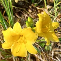 ヘメロカリスの種類（原種、品種）｜植物図鑑｜みんなの趣味の園芸