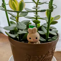 金のなる木とは|育て方がわかる植物図鑑|みんなの趣味の園芸 金のなる木とは|育て方がわかる植物図鑑|みんなの趣味の園芸