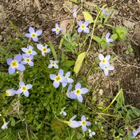 ヒナソウとは｜育て方がわかる植物図鑑｜みんなの趣味の園芸