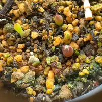 アストロフィツムストロンギロゴナムの基本情報・育て方｜多肉植物