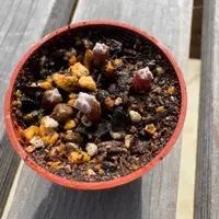 アストロフィツムストロンギロゴナムの基本情報・育て方｜多肉植物