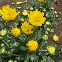 小ギク（小菊）の写真｜植物図鑑｜みんなの趣味の園芸
