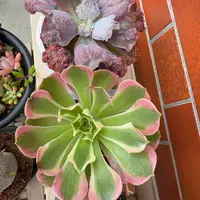 アエオニウムの育て方・栽培方法｜植物図鑑｜みんなの趣味の園芸（NHK