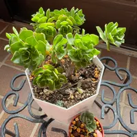 アエオニウム　けんと アエオニウム けんと様専用