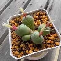 コノフィツムとは｜育て方がわかる植物図鑑｜みんなの趣味の園芸（NHK