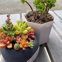 アエオニウムの育て方・栽培方法｜植物図鑑｜みんなの趣味の園芸