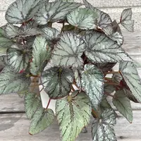 ベゴニア・センパフローレンスとは｜育て方がわかる植物図鑑