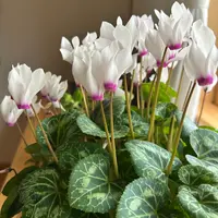 シクラメンのそだレポ（栽培レポート）｜植物図鑑｜みんなの趣味
