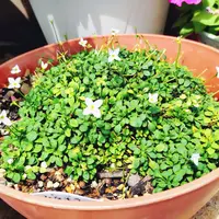 ひなそう ヒナソウ - 植物図鑑 - エバーグリーン