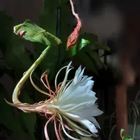 月下美人とは｜育て方がわかる植物図鑑｜みんなの趣味の園芸