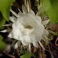 月下美人とは｜育て方がわかる植物図鑑｜みんなの趣味の園芸