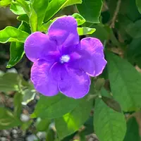 ニオイバンマツリの育て方・栽培方法｜植物図鑑｜みんなの趣味の園芸