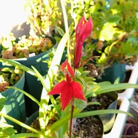 サワギキョウ（宿根ロベリア）とは｜育て方がわかる植物図鑑｜みんなの