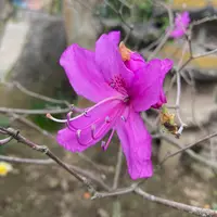 ミツバツツジの育て方・栽培方法｜植物図鑑｜みんなの趣味の園芸