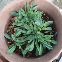 オンファロデスとは|育て方がわかる植物図鑑|みんなの趣味の オンファロデスとは|育て方がわかる植物図鑑|みんなの趣味の