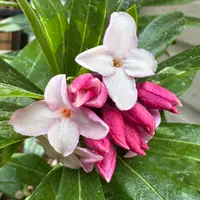 ジンチョウゲの写真｜植物図鑑｜みんなの趣味の園芸