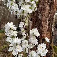 はなもも ハナモモ - 庭木図鑑 植木ペディア