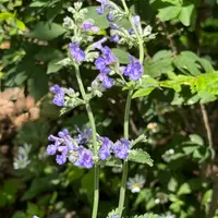 ネペタ（キャットミント）の育て方・栽培方法｜植物図鑑｜みんなの趣味