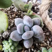 パキフィツムとは|育て方がわかる植物図鑑|みんなの趣味の園芸 パキフィツムとは|育て方がわかる植物図鑑|みんなの趣味の園芸