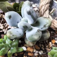 パキフィツム星美人の基本情報・育て方｜多肉植物・サボテン図鑑