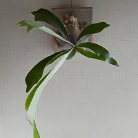ビカクシダとは｜育て方がわかる植物図鑑｜みんなの趣味の園芸