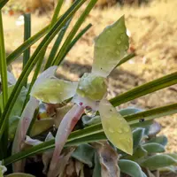 シュスランとは｜育て方がわかる植物図鑑｜みんなの趣味の園芸（NHK出版）
