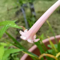 キルタンサスとは｜育て方がわかる植物図鑑｜みんなの趣味の園芸（NHK