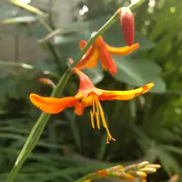 ヒメヒオウギの仲間の写真｜植物図鑑｜みんなの趣味の園芸