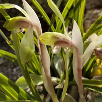 シュスランとは｜育て方がわかる植物図鑑｜みんなの趣味の園芸（NHK出版）