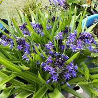 シラーの育て方・栽培方法|植物図鑑|みんなの趣味の園芸(NHK シラーの育て方・栽培方法|植物図鑑|みんなの趣味の園芸(NHK