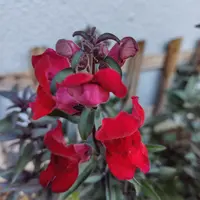 キンギョソウの写真〔6ページ目〕｜植物図鑑｜みんなの趣味の園芸