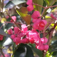 マユミとは｜育て方がわかる植物図鑑｜みんなの趣味の園芸（NHK出版）