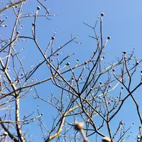 ハナミズキページ PW3266 プロジェクト耐水用紙 撥水紙 オキナ 坪量81.4g/m<sup>2</sup