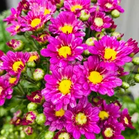 小ギク（小菊）の写真｜植物図鑑｜みんなの趣味の園芸