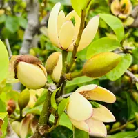 カラタネオガタマとは｜育て方がわかる植物図鑑｜みんなの趣味の園芸