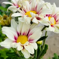 古美濃　小菊図　小柄 古美濃 小菊図 小柄