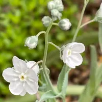 オンファロデスの育て方・栽培方法|植物図鑑|みんなの趣味の オンファロデスの育て方・栽培方法|植物図鑑|みんなの趣味の