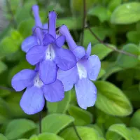 ストレプトカーパス ストレプトカーパス・パリディフロルス -Streptocarpus pallidiflorus-