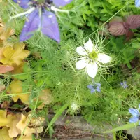 ニゲラとは｜育て方がわかる植物図鑑｜みんなの趣味の園芸（NHK