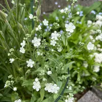 オンファロデスの種類（原種、品種）｜植物図鑑｜みんなの趣味の