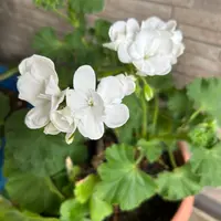 ゼラニウム(ゼラニューム)の育て方・栽培方法|植物図鑑 ゼラニウム(ゼラニューム)の育て方・栽培方法|植物図鑑