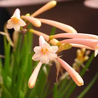 ダリア【キルタンサス】 ダリア【キルタンサス】 キルタンサス-花しらべ-花図鑑