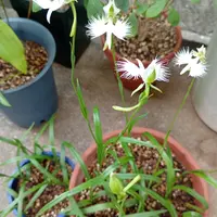 サギソウのそだレポ（栽培レポート）｜植物図鑑｜みんなの趣味の園芸