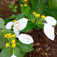 コンロンカの育て方・栽培方法｜植物図鑑｜みんなの趣味の園芸（NHK出版）