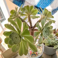 アエオニウム　ベストコンディション アエオニウムの育て方・栽培方法｜植物図鑑｜みんなの趣味の園芸