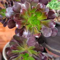 アエオニウムの育て方・栽培方法｜植物図鑑｜みんなの趣味の園芸（NHK