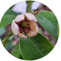 カラタネオガタマの写真｜植物図鑑｜みんなの趣味の園芸
