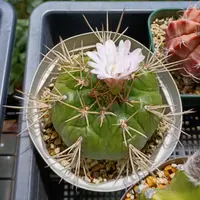 ギムノカリキウム　サグリオニス　&　ゼガラエ　FNつき　25種類セット ギムノカリキウム サグリオニス & ゼガラエ FNつき 25種類セット