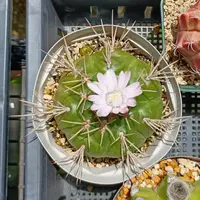 ギムノカリキウム新天地錦の基本情報・育て方｜多肉植物・サボテン図鑑